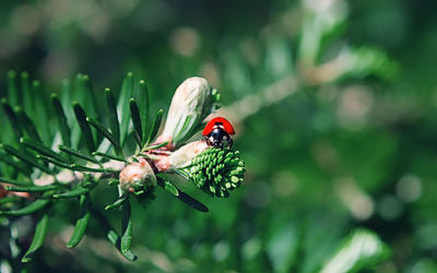 Close-up of ladybug on flower