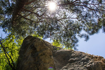 Low angle view of trees against sky