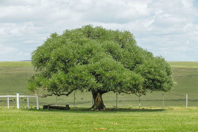 Trees on field against sky