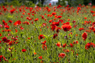 Close-up of red poppy flowers in field