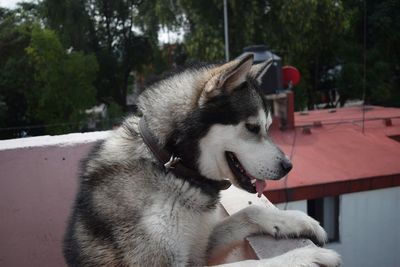 Close-up of white puppy