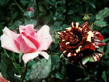 Close-up of pink flowers blooming outdoors