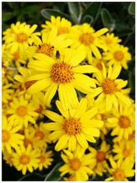 Close-up of yellow flowers blooming outdoors