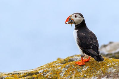 Close-up of bird perching on rock