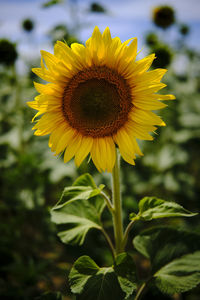 Close-up of yellow sunflower