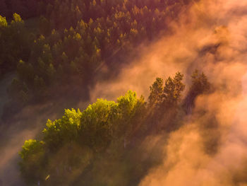 Enchanting sunrise mist over majestic forest in northern europe
