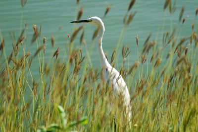 High angle view of gray heron on grass