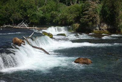 Scenic view of waterfall in forest