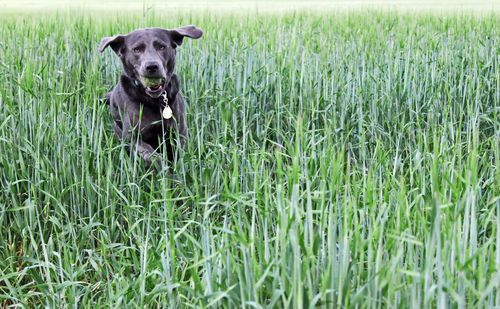 Portrait of a dog on landscape