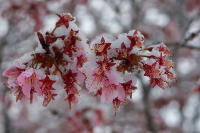 Close-up of autumn tree in snow