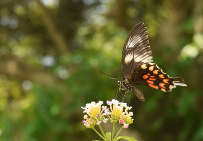Close-up of butterfly perching on flower