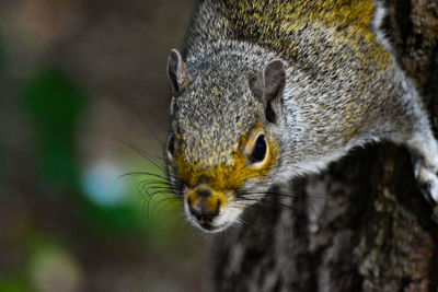 Close-up of a squirrel 