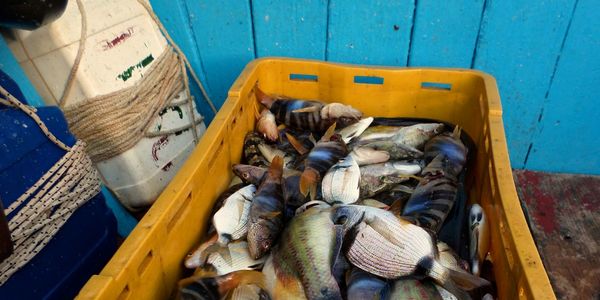 High angle view of fishing net