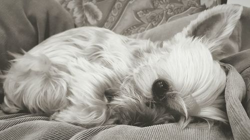 Close-up of dog relaxing
