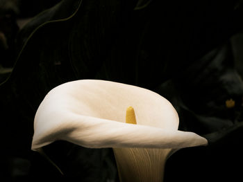 Close-up of white flower against black background