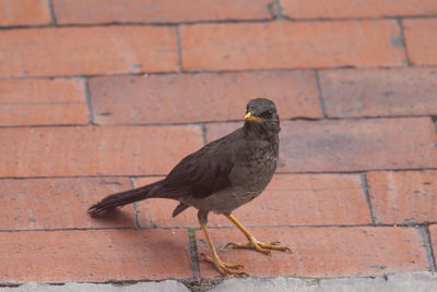 High angle view of bird perching on wall