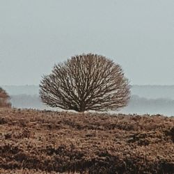 Single tree on landscape against sky