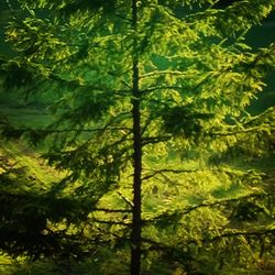 Low angle view of trees