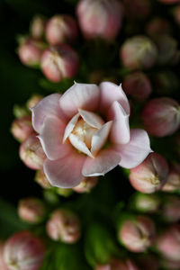 Close-up of rose blooming outdoors