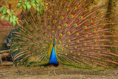 Close-up of peacock dancing outdoors