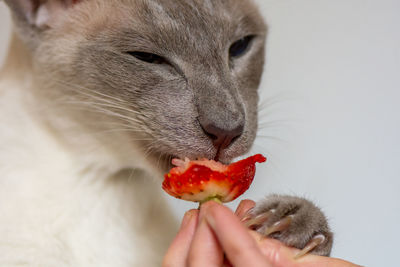 Cropped hand of woman holding cat