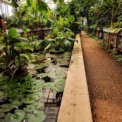 View of lake along plants