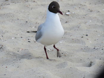 Close-up of seagull on sand