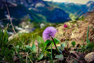Close-up of purple flowering plant on field
