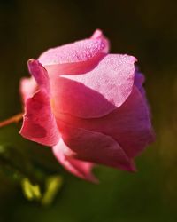 Close-up of pink rose