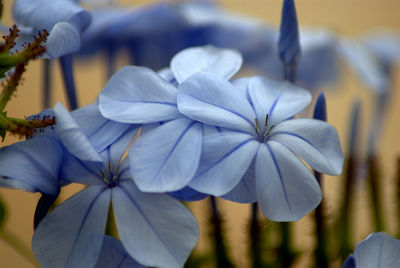 Close-up of flowers