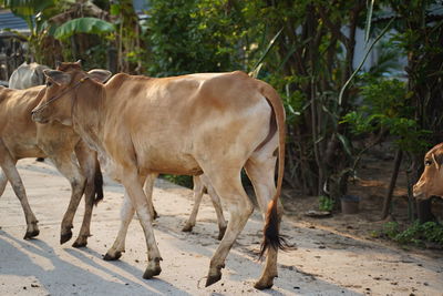 Cows standing in a row