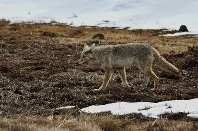 Coyote walking in yellowstone national park, usa, in wintertime  snow melt.