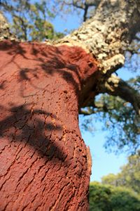 Low angle view of tree trunk