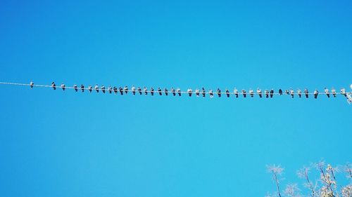 Low angle view of birds perching against clear blue sky