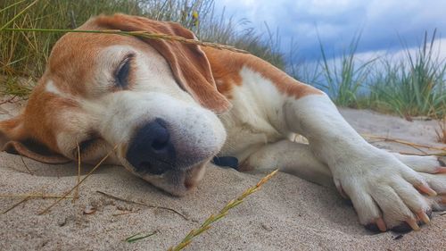 Close-up of dog resting