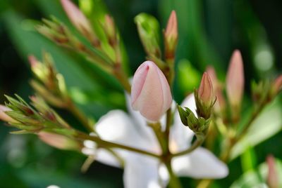 Close-up of white flowering plant