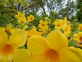 Close-up of yellow flowers