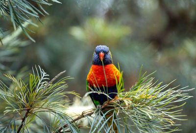 Close-up of bird perching on tree