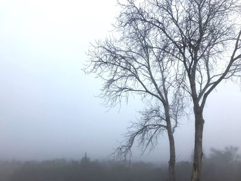 Bare tree against sky