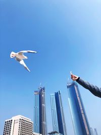 Low angle view of seagull flying against sky