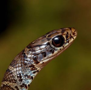 Close-up of lizard on rock