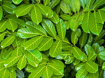 Closeup of shiny green leaves of laurel, prunus laurocerasus rotundifolia, in sunlight