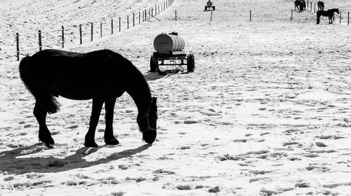 Horse walking on field