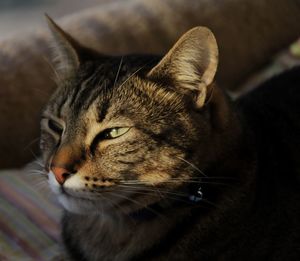 Close-up of cat looking away