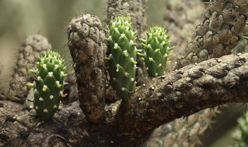 Close-up of plant growing on tree