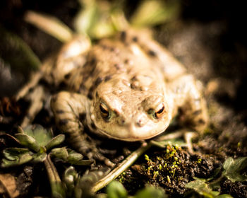 Close-up of lizard on plant