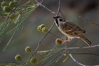 Close-up of bird perching on branch