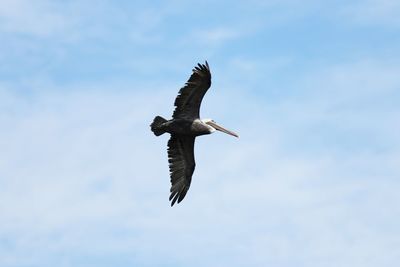 Low angle view of eagle flying in sky