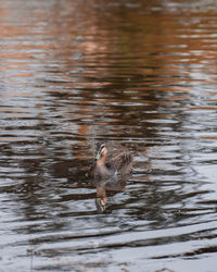 Duck swimming in lake