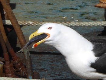 High angle view of duck